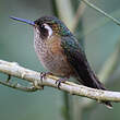 Colibri moucheté