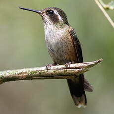 Colibri moucheté