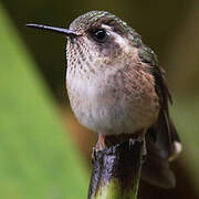 Speckled Hummingbird