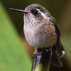 Colibri moucheté