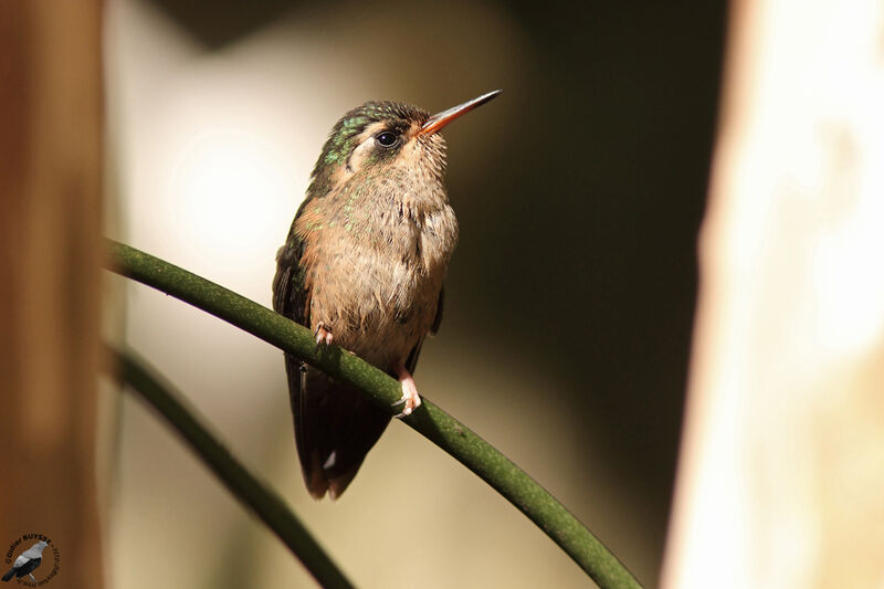 Colibri mouchetéadulte, identification