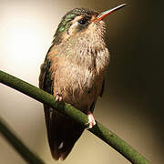 Speckled Hummingbird