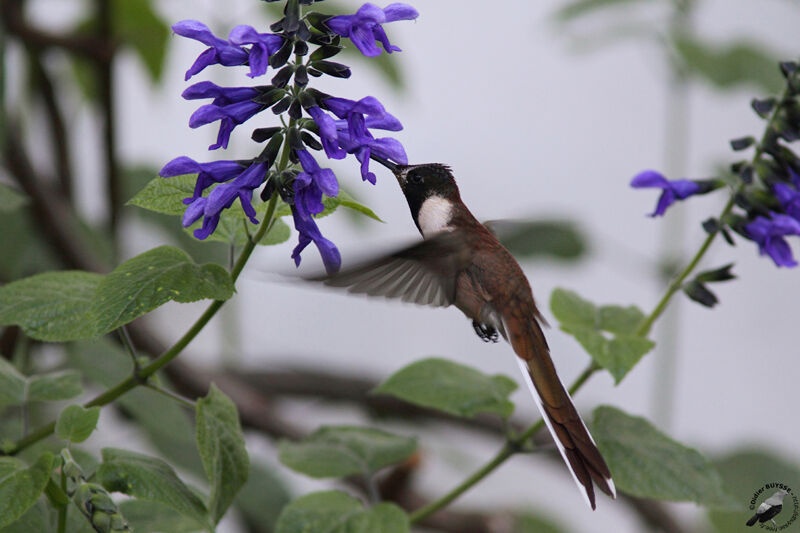 Bearded Mountaineer male adult, identification, Flight, feeding habits