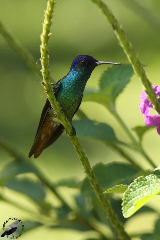 Colibri oenone mâle, adulte, identification
