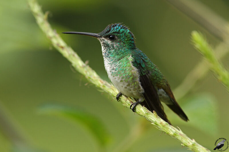Colibri oenone