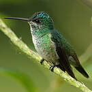 Colibri oenone