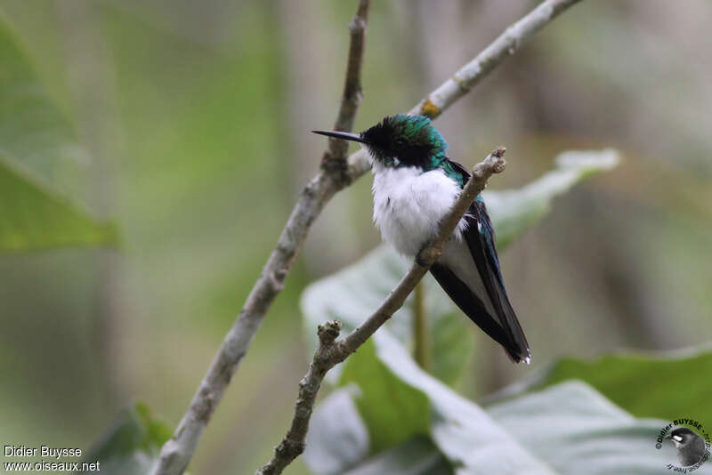 Black-eared Fairyadult