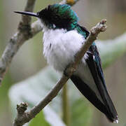 Black-eared Fairy