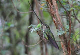 Colibri porte-épée