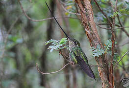 Sword-billed Hummingbird