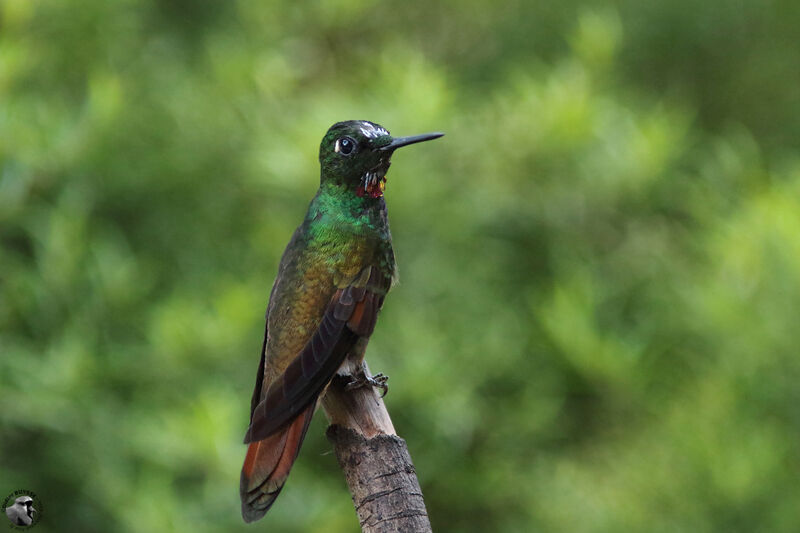 Colibri rubis-émeraude mâle immature, identification