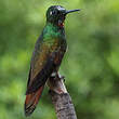 Colibri rubis-émeraude