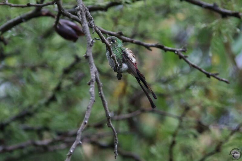 Colibri saphoadulte transition, identification