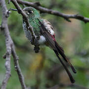 Red-tailed Comet