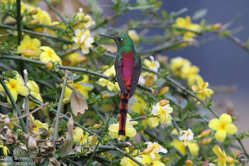 Colibri sapho mâle adulte, identification