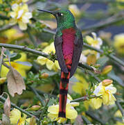 Colibri sapho