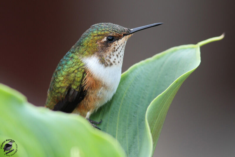 Colibri scintillant femelle adulte, identification