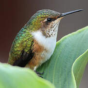 Scintillant Hummingbird