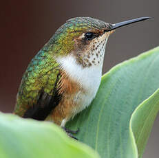 Colibri scintillant