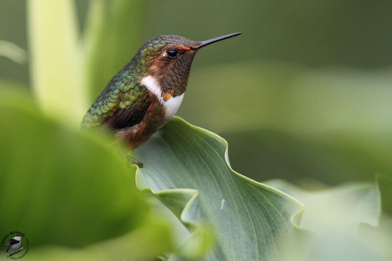 Colibri scintillant mâle adulte, identification