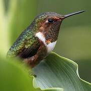 Scintillant Hummingbird