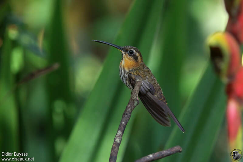 Saw-billed Hermitadult, identification