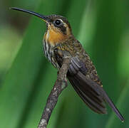 Saw-billed Hermit