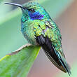 Colibri thalassin