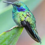 Colibri thalassin