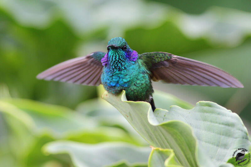 Colibri thalassinadulte, identification