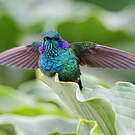 Colibri thalassin