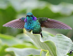 Mexican Violetear