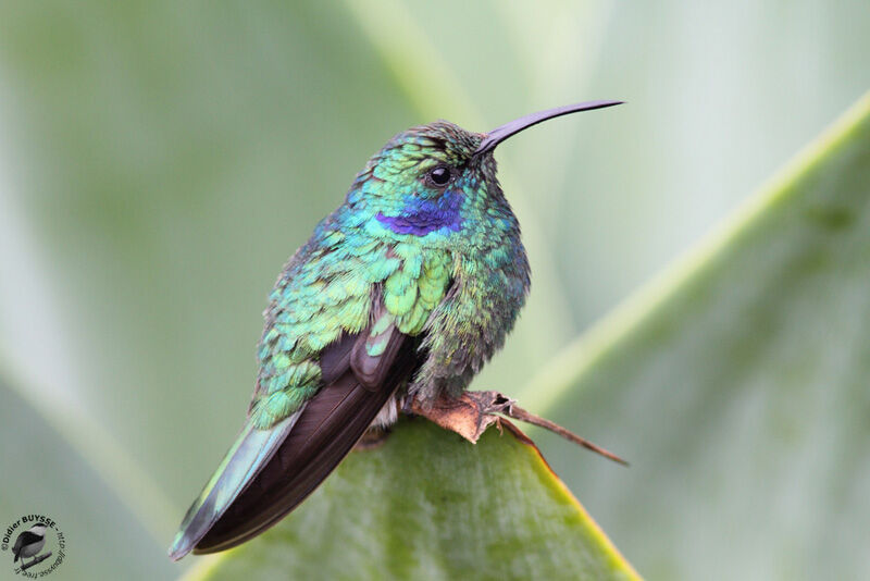 Mexican Violetearadult, identification