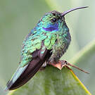 Colibri thalassin