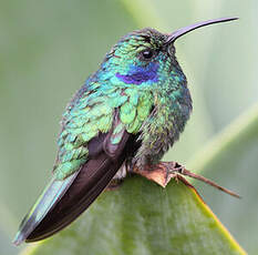 Colibri thalassin