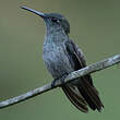 Colibri vert et gris