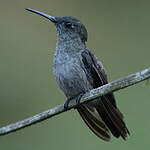 Colibri vert et gris