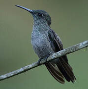 Colibri vert et gris