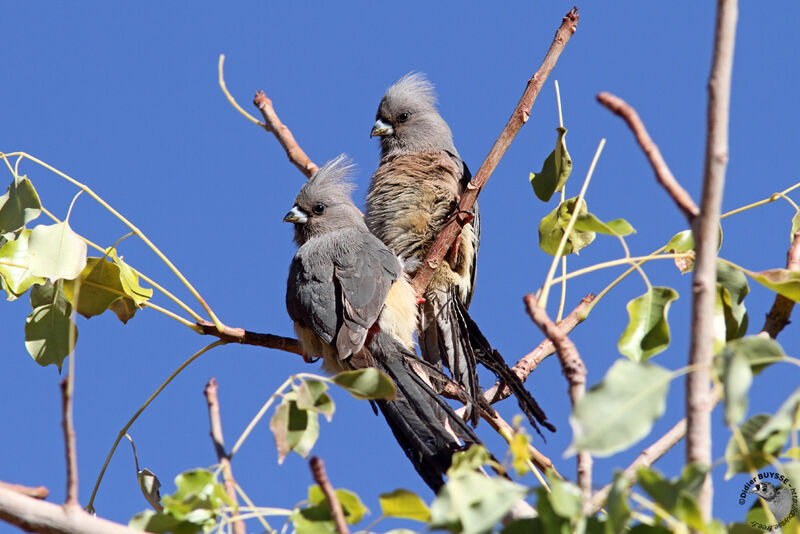 White-backed Mousebird , identification