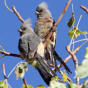 White-backed Mousebird