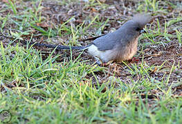 White-backed Mousebird