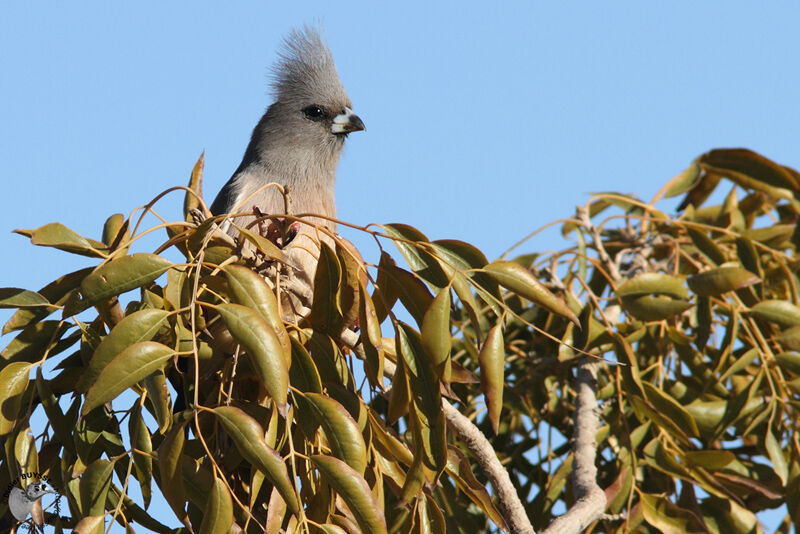 White-backed Mousebirdadult, identification