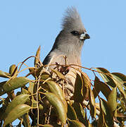 White-backed Mousebird