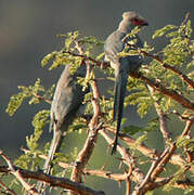 Red-faced Mousebird