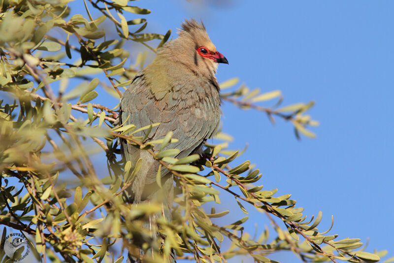 Red-faced Mousebirdadult, identification