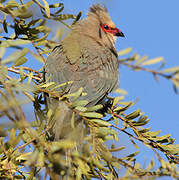 Red-faced Mousebird