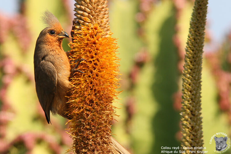 Speckled Mousebird, identification, feeding habits, Behaviour