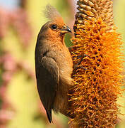 Speckled Mousebird