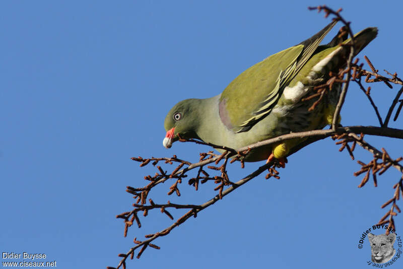 African Green Pigeonadult, identification