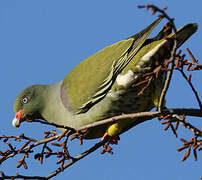 African Green Pigeon